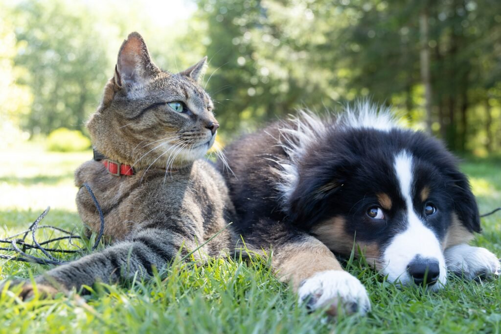 Pet Allergy Guide