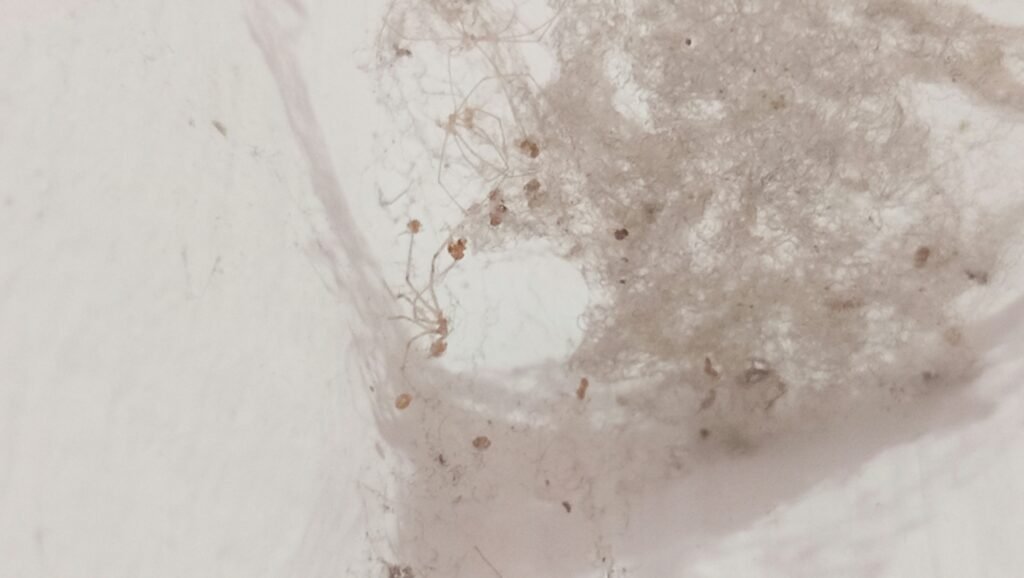 Dust Mite Allergy Guide