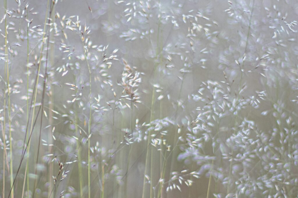 Pollen Allergy / Hay Fever Guide