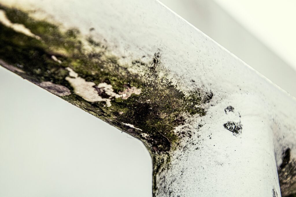 Mould Allergy