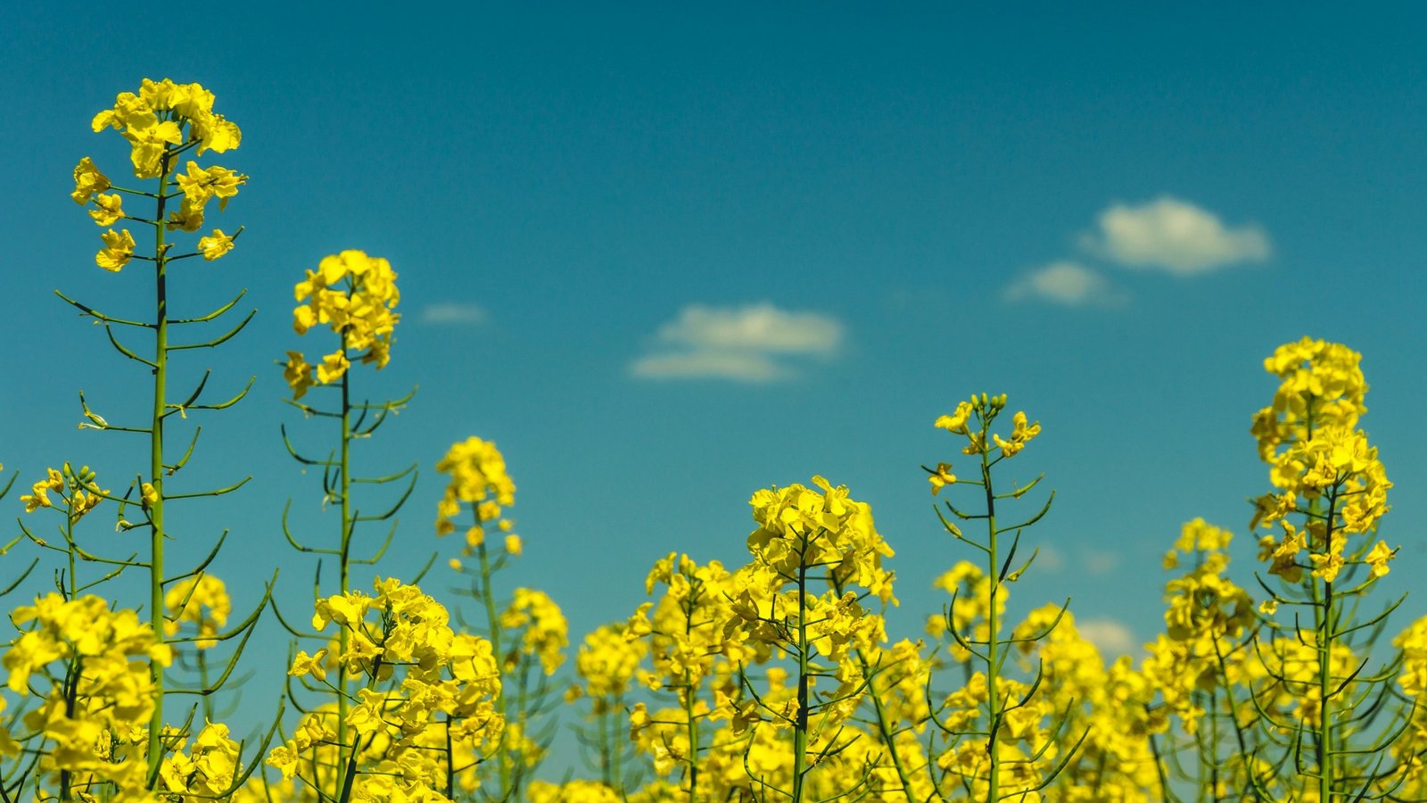 Mustard Allergy