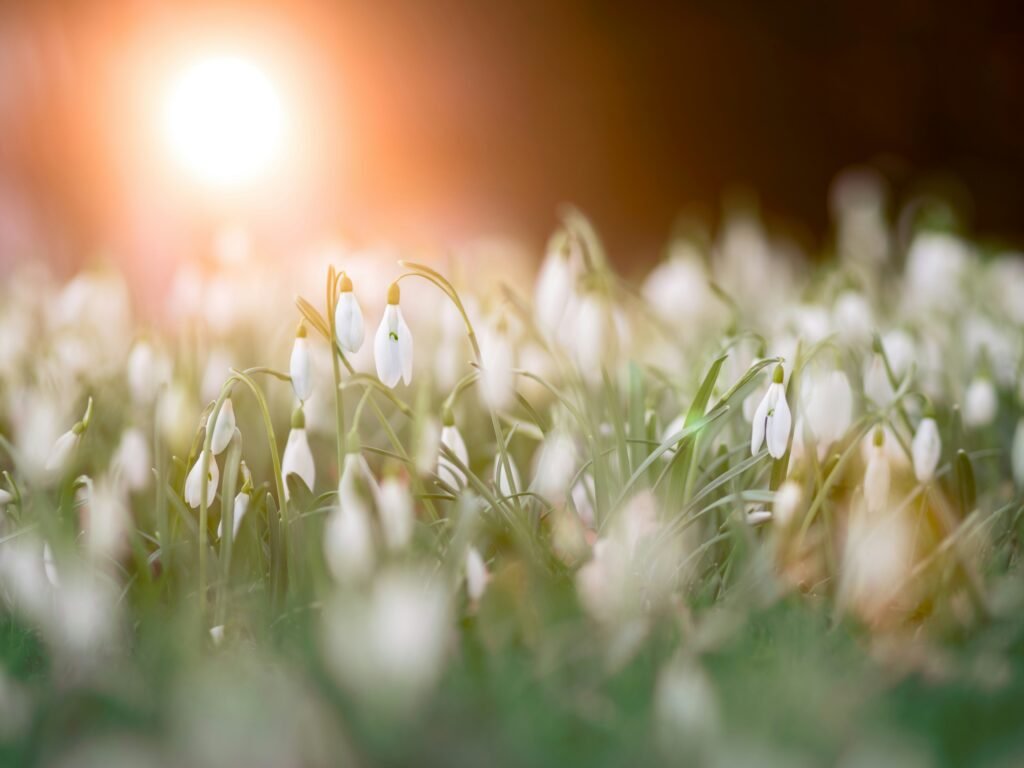 Seasonal Allergies Explained