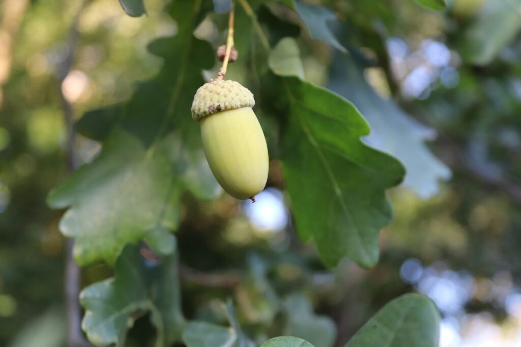 Tree Nut Allergy