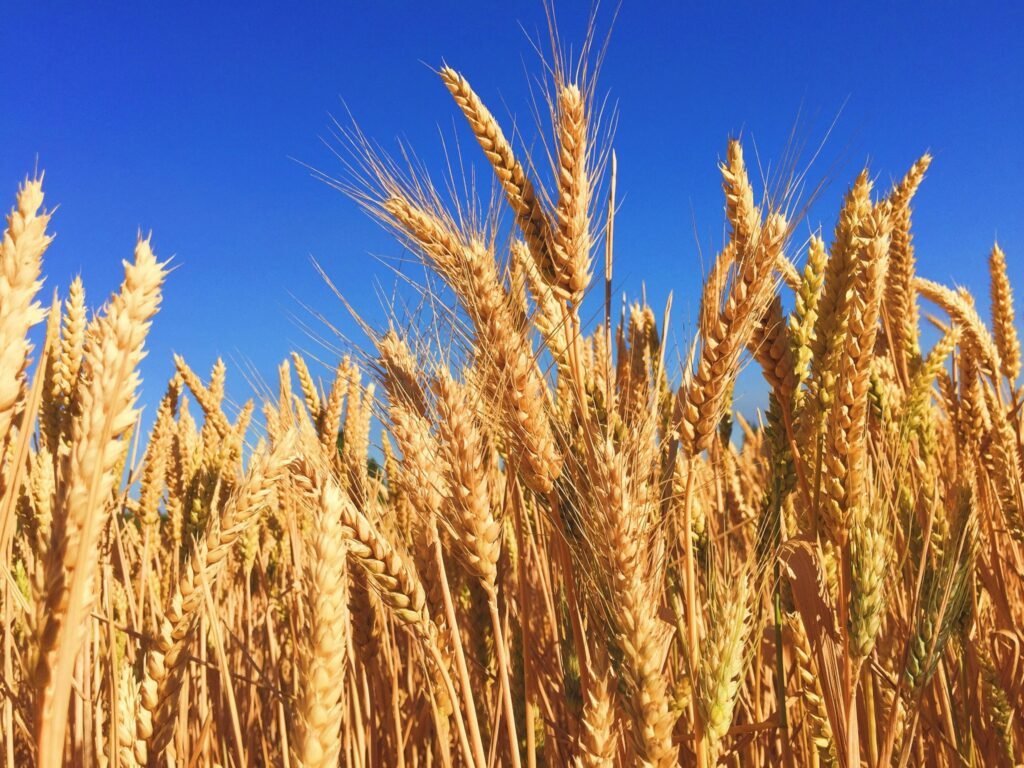 Hidden Sources of Wheat
